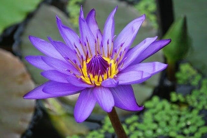 100 Mixed Bowl Lotus Seeds, Aquatic Perennial Lotus Seeds for Planting, Bonsai Lotus Flowers for Indoor and Outdoor, Water Lily Flowers for Bowl and Garden