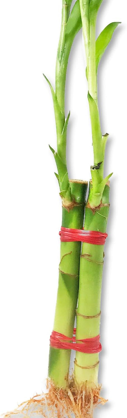 Lucky Indoor Bamboo for Love and Relationships - 2 Live Plants - 8 Inch - Ships Bare Root - Air Purifying Feng-Shui Zen Garden Houseplants