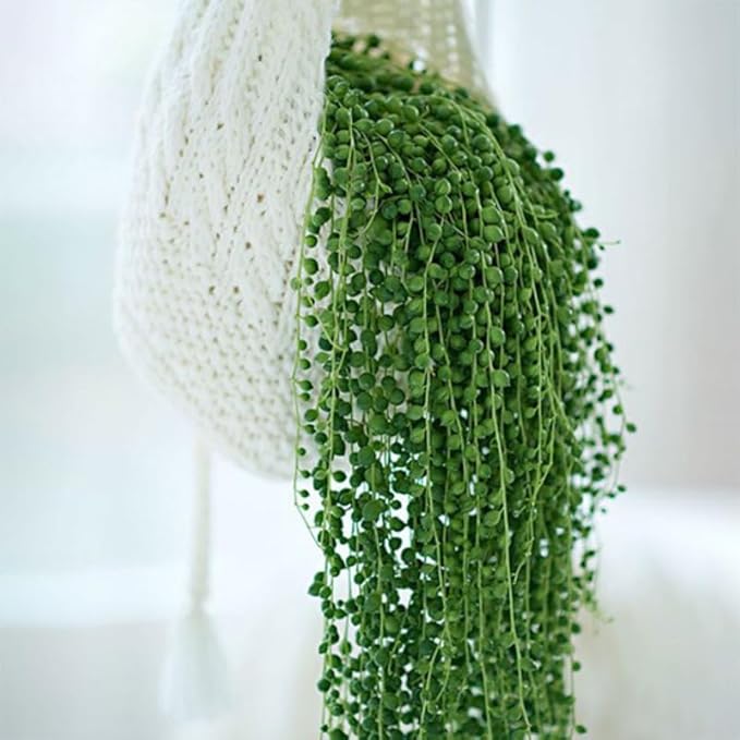 Green String of Pearls Plant Live, Trailing Succulent Vine, Indoor Hanging Houseplant, 4 Inch Pot