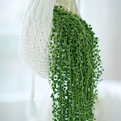 Green String of Pearls Plant Live, Trailing Succulent Vine, Indoor Hanging Houseplant, 4 Inch Pot
