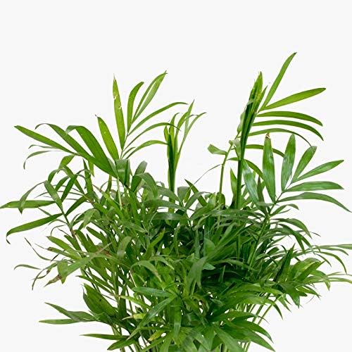 Neanthe Bella Parlor Palm - Live Plant in an 8 Inch Pot - Chamaedorea Elegans - Beautiful Clean Air Indoor Houseplant
