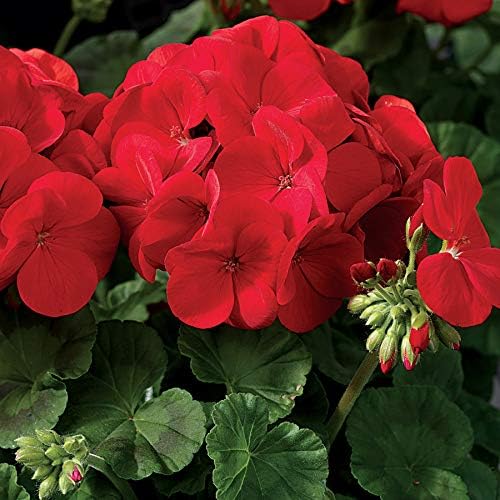 Park Seed Geranium Flowering Plant Seeds, Maverick Scarlet Variety with Large Red-Orange Blooms, Compact Annual Pelargonium for Summer Color, Pack of 100