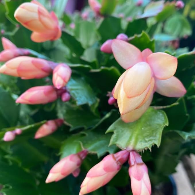 Peach Christmas Cactus Plants Live in 4 Inch Pot, Perennial Christmas Thanksgiving Cactus Plants Potted, Vibrant Flower Holiday Houseplant Indoors Outdoors