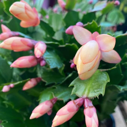 Peach Christmas Cactus Plants Live in 4 Inch Pot, Perennial Christmas Thanksgiving Cactus Plants Potted, Vibrant Flower Holiday Houseplant Indoors Outdoors