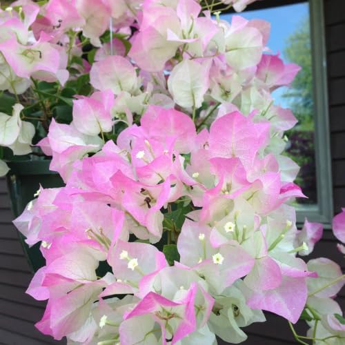 Set 2 Pink White Bougainvillea Plants Live, 5-8" Perennial Colorful Bougainvillea Plant for Outdoor Garden, Patio, Well Rooted