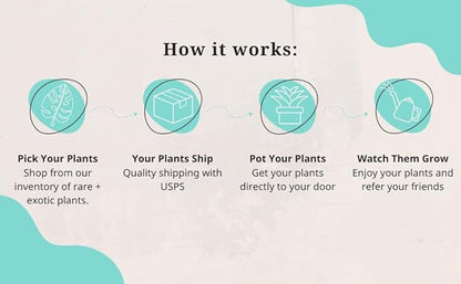 Aglaonema Snow White – Live Plant in 4" Grower’s Pot, Easy to Grow Low Maintenance Indoor Houseplant, White Plants, Includes UniHeat Pack for Winter Protection