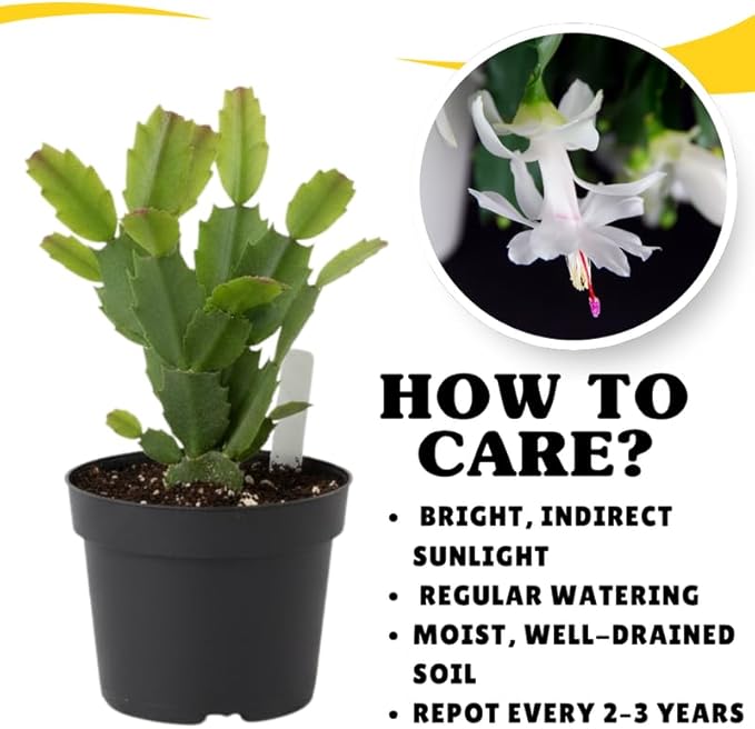 White Christmas Cactus Plants Live in 4 Inch Pot, Perennial Christmas Thanksgiving Cactus Plants Potted, Vibrant Flower Holiday Houseplant Indoors Outdoors