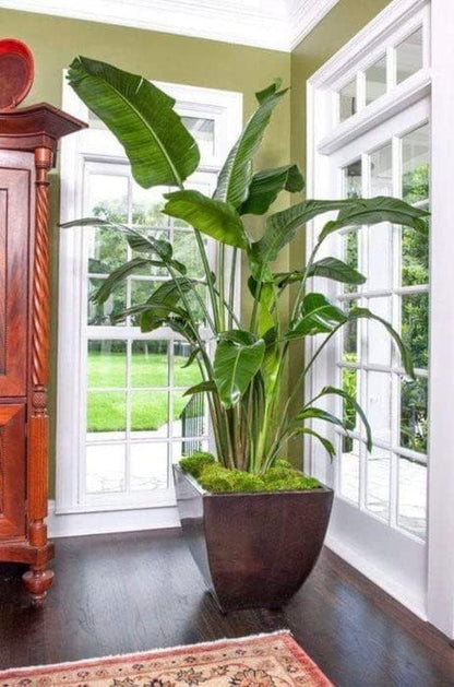 White Bird of Paradise | 30 Live Plants | Strelitzia Nicolai | Beautiful Rare Foliage Specimen