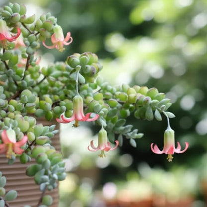 Live Cotyledon Pendens Plant, Trailing Succulent in 4Inch Pot for Indoor Planting
