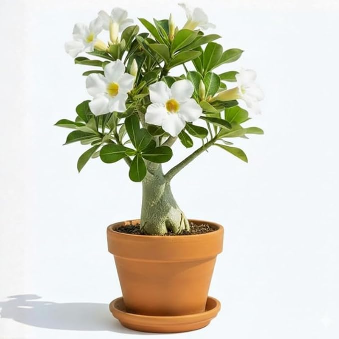 White Desert Rose Plant Live, Adenium Desert Rose Flowers, Perennial Flowers Succulent Plant, Vibrant Bloom, 4 to 7 Inch Tall, Well Rooted