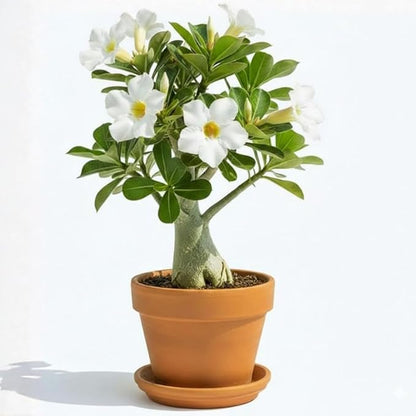 White Desert Rose Plant Live, Adenium Desert Rose Flowers, Perennial Flowers Succulent Plant, Vibrant Bloom, 4 to 7 Inch Tall, Well Rooted