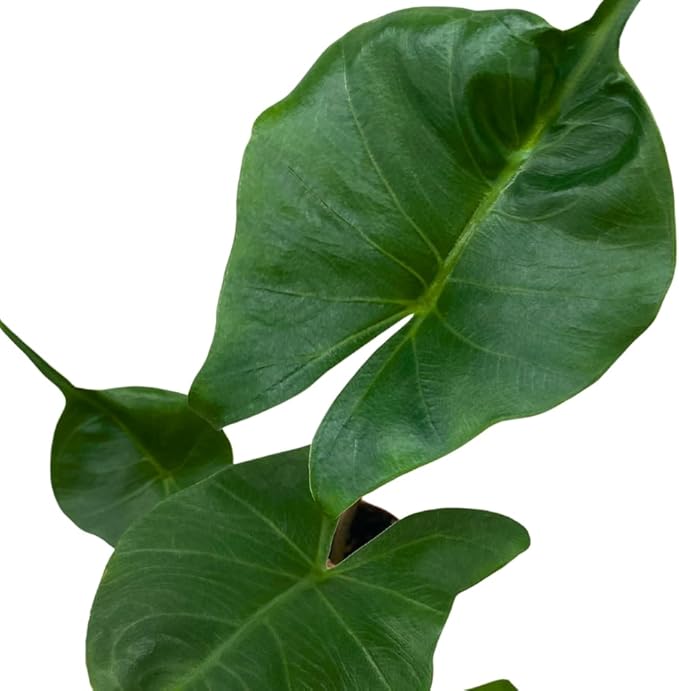 BubbleBlooms Alocasia Stingray in a 4 inch Pot