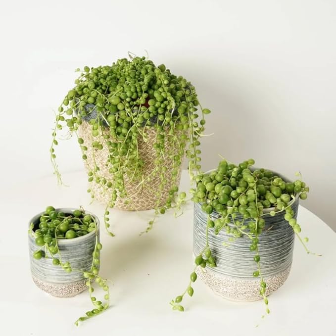 String of Pearls Live Plant, in Pot, Trailing Succulent Plant, Hanging Vine Live Indoor Houseplant