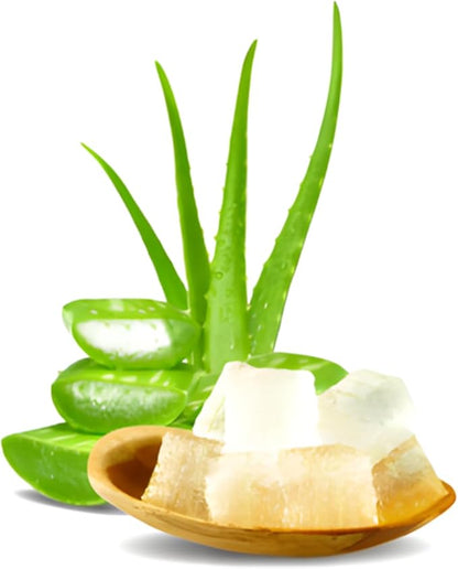 Live Aloe Plant for Planting | Aloe Vera Chinensis Plant in Size 2 Inch Pot | Suitable for Home Garden, Office, and Outdoor Beds | Fully Rooted Houseplant for Indoor Décor, Easy Care & Gift Giving