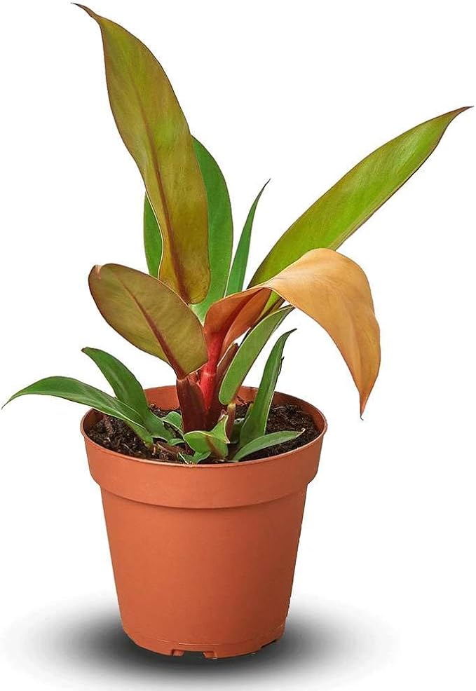 Philodendron Prince of Orange Live Plant for Indoor | Different Houseplants in 4'' & 6'' Pot | Real House Plant for Living Room, Office, Desk & Bathroom