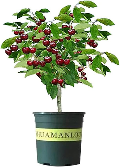 Black Cherry Fruit Tree Live Plant Seedling - Prunus serotina, Great for Home and Garden Yards Planting - No Ship to California