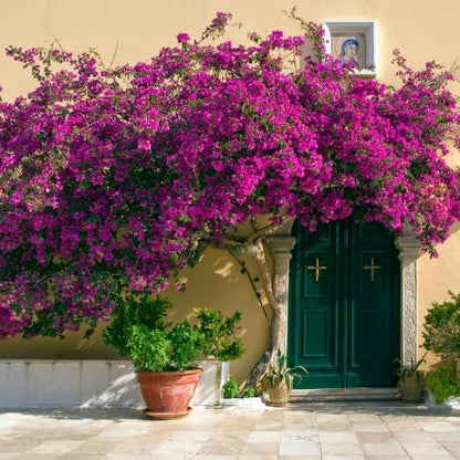 Set 2 Pink Bougainvillea Plants Live, 5-8" Perennial Colorful Bougainvillea Plant for Outdoor Garden, Patio, Well Rooted