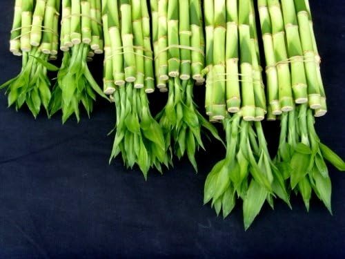 60 Stalks of Straight Lucky Bamboo (4" X20+6"x20+8"x20 Pieces) Mixed for Gifts and Fengshui