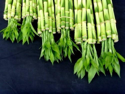 60 Stalks of Straight Lucky Bamboo (4" X20+6"x20+8"x20 Pieces) Mixed for Gifts and Fengshui