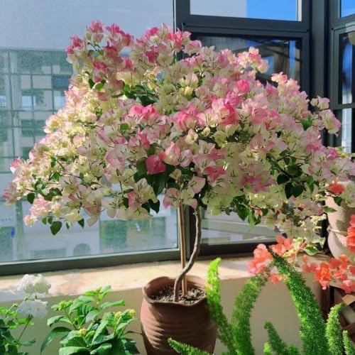 Set 2 Pink White Bougainvillea Plants Live, 5-8" Perennial Colorful Bougainvillea Plant for Outdoor Garden, Patio, Well Rooted