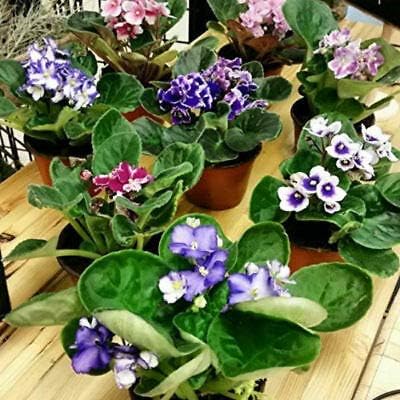 8 African Violet Plants 4'' pots -World's Best Blooming House Plant