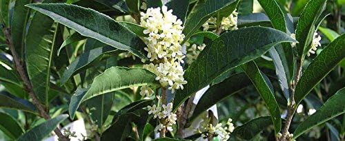 Fragrant Tea Olive Osmanthus Fragrans - 30 Fully Rooted Live Plants - Fragrant Blooming Shrub