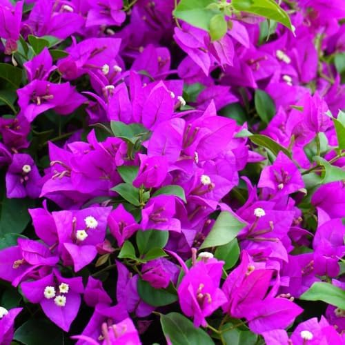 Set 2 Purple Bougainvillea Plants Live, 5-8" Perennial Colorful Bougainvillea Plant for Outdoor Garden, Patio, Well Rooted