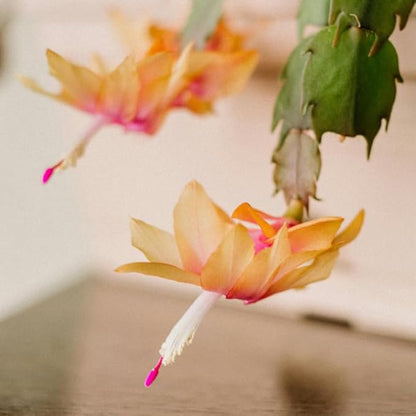 Peach Christmas Cactus Plants Live in 4 Inch Pot, Perennial Christmas Thanksgiving Cactus Plants Potted, Vibrant Flower Holiday Houseplant Indoors Outdoors