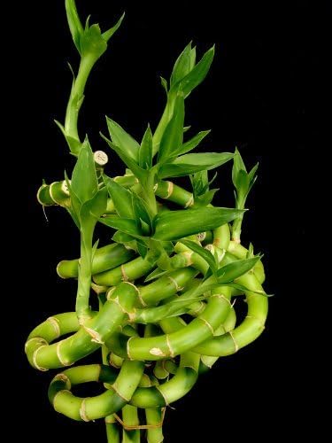 jmbamboo-10 Stalks of 6 Inches Spiral Lucky Bamboo, 10 Bottles oF Fertilizer Plant Food