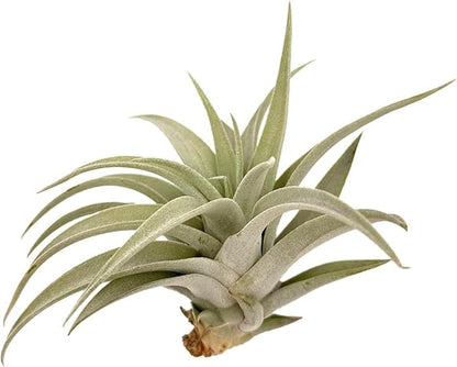 ragnaroc Air Plants - Flowering Tillandsia Harrisii, Large 3-5" - 1ct - Live Arrival Guaranteed - House Plants for Home Decor & Gift