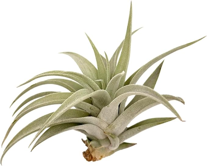ragnaroc Air Plants - Flowering Tillandsia Harrisii, Large 3-5" - 5ct - Live Arrival Guaranteed - House Plants for Home Decor & Gift