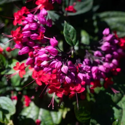 Bleeding Heart Plant Live, 4 to 8 Inch Tall, Clerodendrum Bleeding Heart Houseplant Well Rooted, Fragrant Bleeding Heart Vine (Red Purple Bleeding Heart)