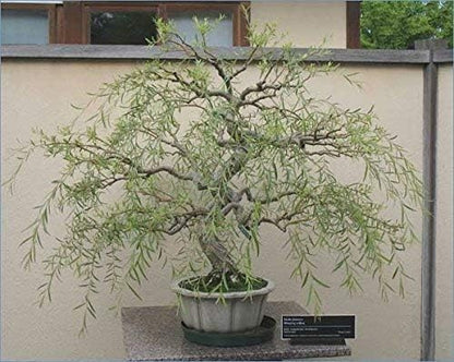 Dragon Claw Willow Bonsai Tree Cutting to Grow - Fast Growing, Indoor/Outdoor Bonsai Material - Curly Leafs and Branches