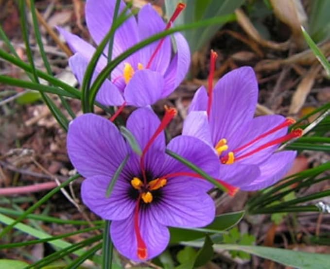 Rare Saffron Spice Crocus Bulbs - 10 Healthy Bulbs to Grow - Grow Saffron Spice - Very Rare