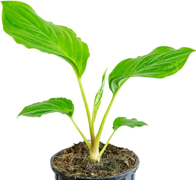 White Bat Flower Live Plant, 4-8" Tall Bat Flower Plant, Tacca Chantrieri, Well Rooted Houseplant, No Pot