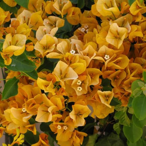 Set 2 Yellow Gold Bougainvillea Plants Live, 5-8" Perennial Colorful Bougainvillea Plant for Outdoor Garden, Patio, Well Rooted