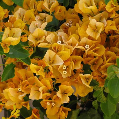 Set 2 Yellow Gold Bougainvillea Plants Live, 5-8" Perennial Colorful Bougainvillea Plant for Outdoor Garden, Patio, Well Rooted