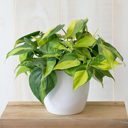 Philodendron Hederaceum Brasil Live Plant for Indoor | Different Houseplants in 4'' & 6'' Pot | Real House Plant for Living Room, Office, Desk & Bathroom | Cordatum