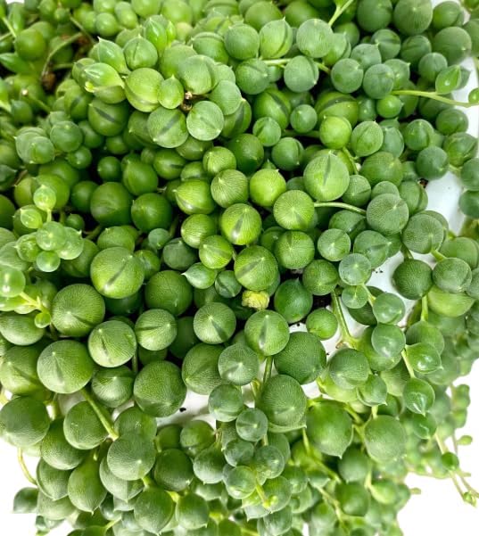 String of Pearls Plant Live for Planting, Hanging Succulent Plant for Indoor Outdoor in 4 Inch Pot