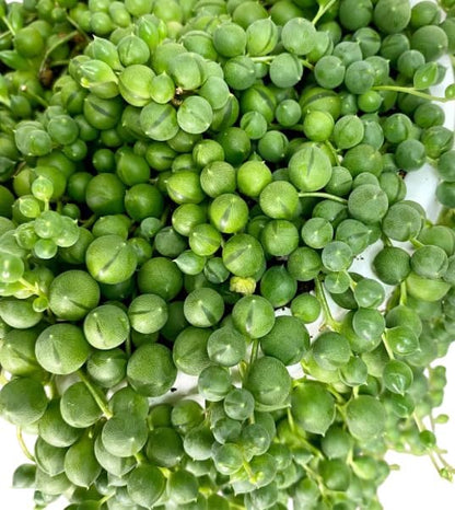 String of Pearls Plant Live for Planting, Hanging Succulent Plant for Indoor Outdoor in 4 Inch Pot