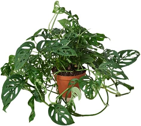 House Plant Shop | Monstera Adansonii 'Swiss Cheese' - 6" Pot | Live Indoor Plant | Easy to Care | Natural Décor Plant | Great Gifts| Free Care Guide