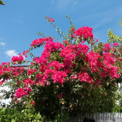 Set 2 Bright Pink Bougainvillea Plants Live, 5-8" Perennial Colorful Bougainvillea Plant for Outdoor Garden, Patio, Well Rooted