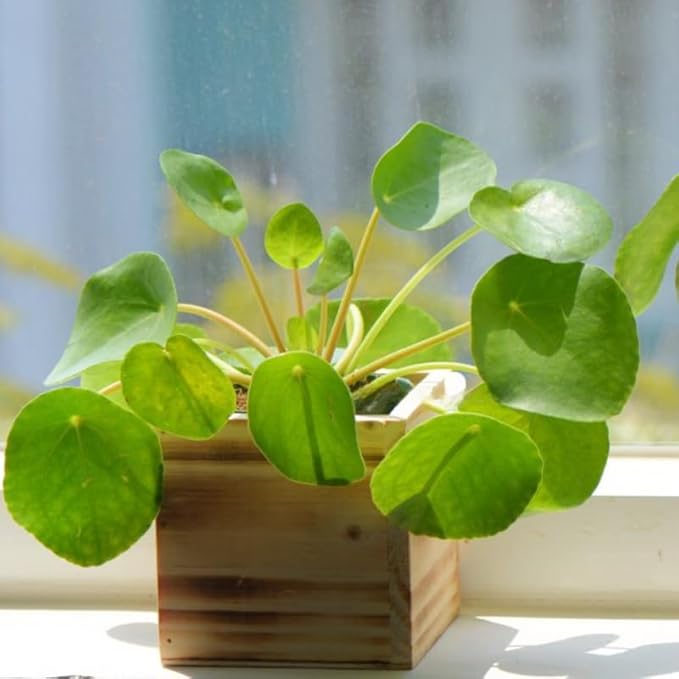 Pilea Peperomioides Live House Plant in 4'' Inch Pot | Chinese Money Plant Live for Planting| Compact Indoor Plant for Modern Home & Office Settings | Real Plants for Easy Indoor Gardening