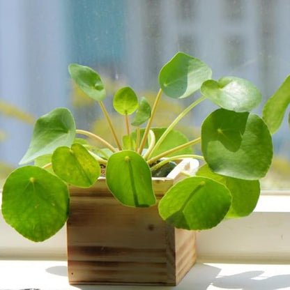 Pilea Peperomioides Live House Plant in 4'' Inch Pot | Chinese Money Plant Live for Planting| Compact Indoor Plant for Modern Home & Office Settings | Real Plants for Easy Indoor Gardening