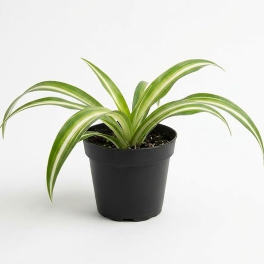 Spider Collection – Bonnie, Reverse & Hawaiian Varieties – Airplane, Pet Friendly Live Indoor Houseplant (3" Spider Plant Reserve)