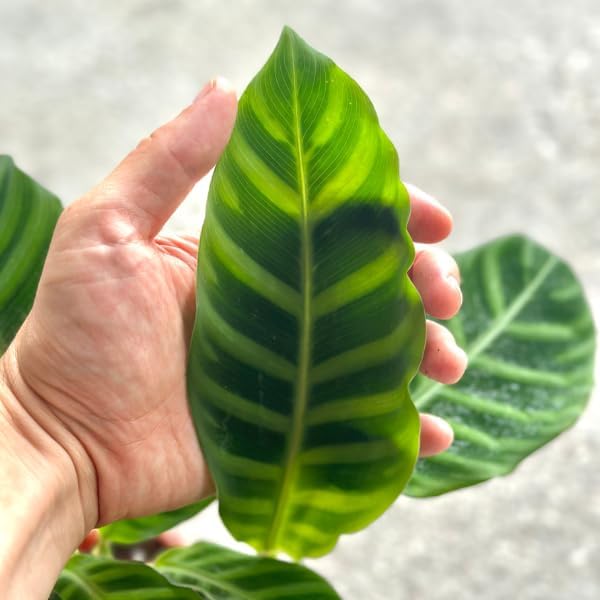 Calathea Zebrina Live Plant in 4" Pot - Calathea Plants Live - Pet Safe Easy to Grow Air Purifying Indoor House Plants Flowers for Home Office Wedding Decor & Birthday Gift(Heat Pack Included)