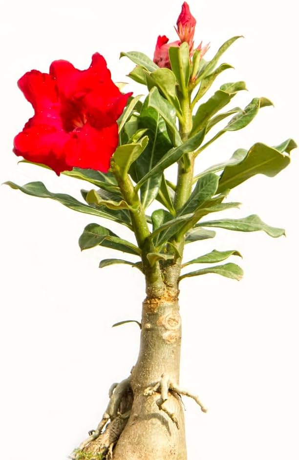 Red Desert Rose Plant Live, Adenium Desert Rose Plant Live, 4 to 7 Inches Tall, Flowering Succulent Plant