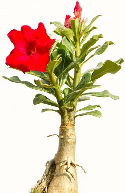 Red Desert Rose Plant Live, Adenium Desert Rose Plant Live, 4 to 7 Inches Tall, Flowering Succulent Plant