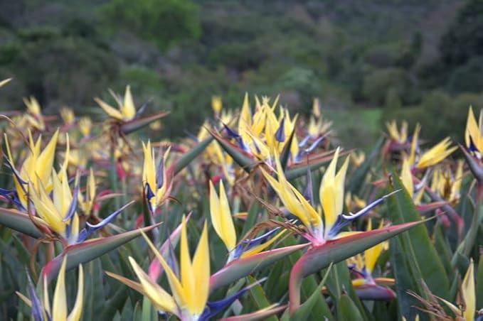 Yellow Bird of Paradise | 20 Live Plants | Mandela's Gold | Strelitzia Reginae | Beautiful Rare Foliage Specimen