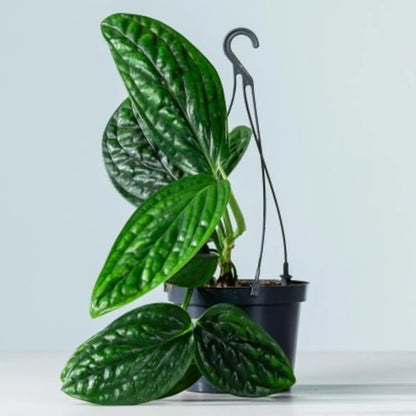 2 Rare Philodendron Live Plants Varieties Collection, Philodendrons Plants Size 5-9 Inc for Indoor Houseplant Décor, Ornamental Tropical Well-Rooted (Monstera Dark Green)